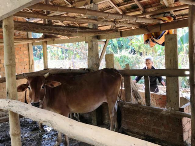 Tin tức trong ngày - "Quan" xã tự ý thu tiền bò giống cấp miễn phí cho dân vùng rốn lũ