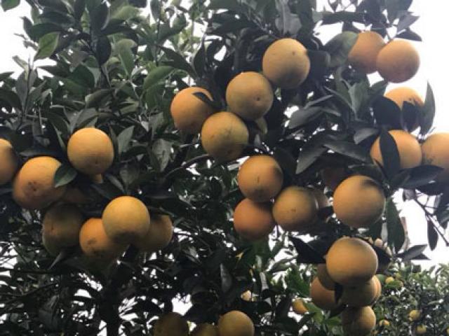 Thị trường - Tiêu dùng - Siêu độc: Một cây cam Vinh "vỡ kế hoạch" có 1.000 quả, trả 20 triệu