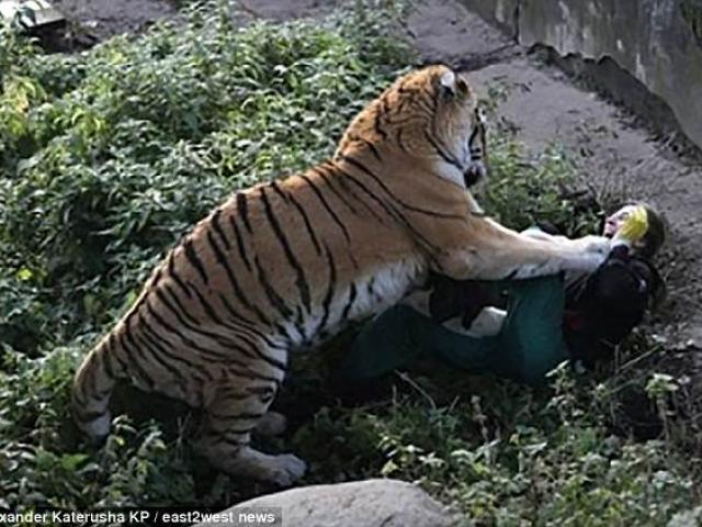 Thế giới - Nga: 10 phút kinh hoàng của người chăm sóc hổ bị hổ cắn xé