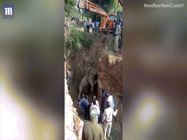 Phi thường - kỳ quặc - Voi bị người "truy sát", ngã xuống hố sâu 6 mét