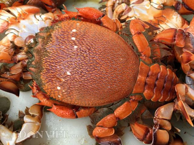 Thị trường - Tiêu dùng - 4 loại đặc sản "siêu độc", hiếm có, khó tìm ở Quy Nhơn