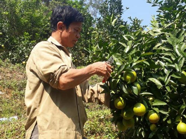 Thị trường - Tiêu dùng - "Hai lúa" tung chiêu độc "bắt" 2.000 gốc cam sai trĩu quả