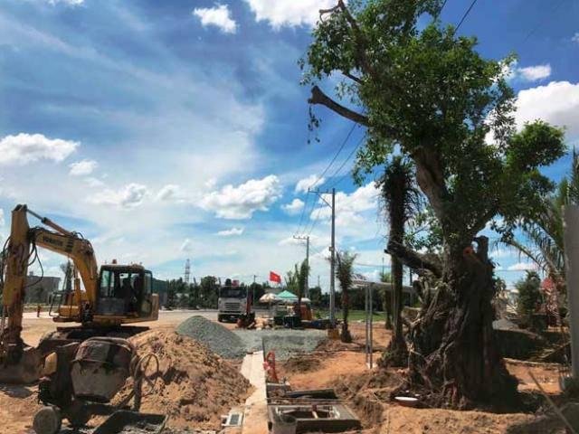 Tin tức trong ngày - Kỳ lạ: "Cụ" cây báu vật, hàng trăm tuổi ở ngoại ô SG bỗng "bật gốc bay đi"