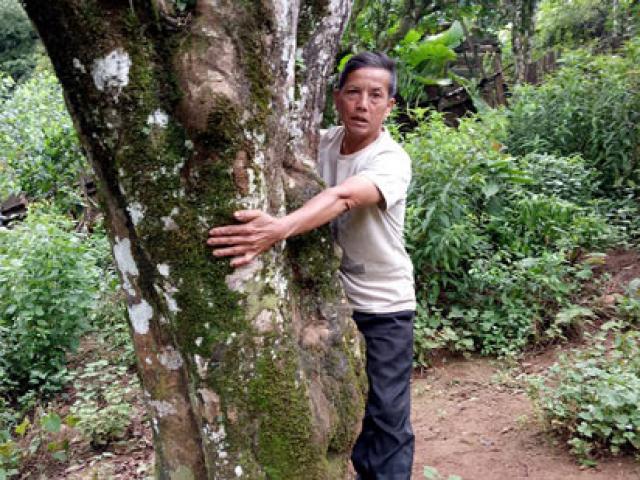 Thị trường - Tiêu dùng - Nông dân làm giàu: Có tiền tiêu đều đều từ 300 gốc cây "bất tử"