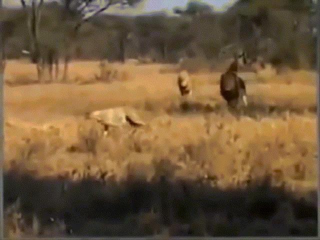 Thế giới - Báo săn châu Phi đụng độ sư tử đực hung dữ, kết cục bi thảm