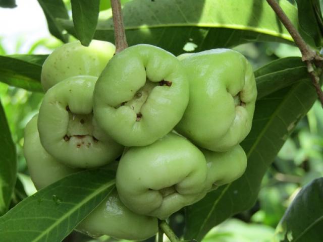 Thị trường - Tiêu dùng - Trồng mận quả xanh lét, ăn ngọt như đường, lãi 300 triệu/năm