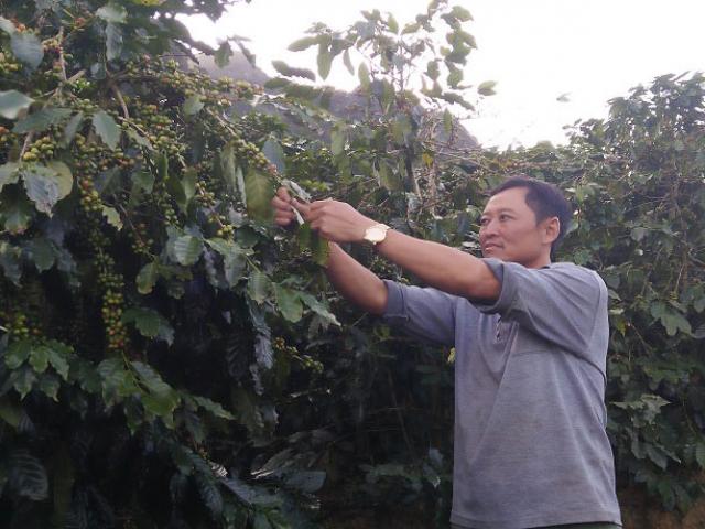 Thị trường - Tiêu dùng - Lão nông lãi hơn 300 triệu/năm chỉ từ 3ha cà phê