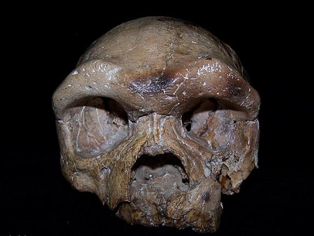Hộp sọ tìm thấy ở TQ có thể viết lại lịch sử loài người