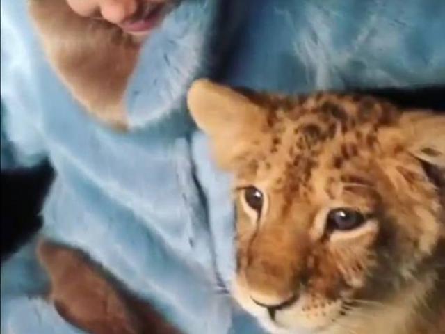 Thế giới - Thú vui dùng siêu xe chở thú dữ đi lông nhông của dân chơi Nga