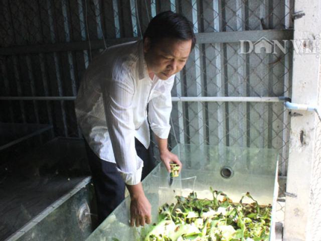 Thị trường - Tiêu dùng - Kiếm 2 triệu/ngày nhờ nuôi con "chết đến đít vẫn còn cay"