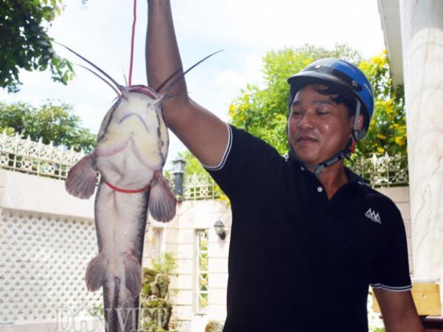 Tin tức trong ngày - "Cao thủ" miền Tây dùng chiêu chế nò xúc bắt cả đàn cá trê "khủng"