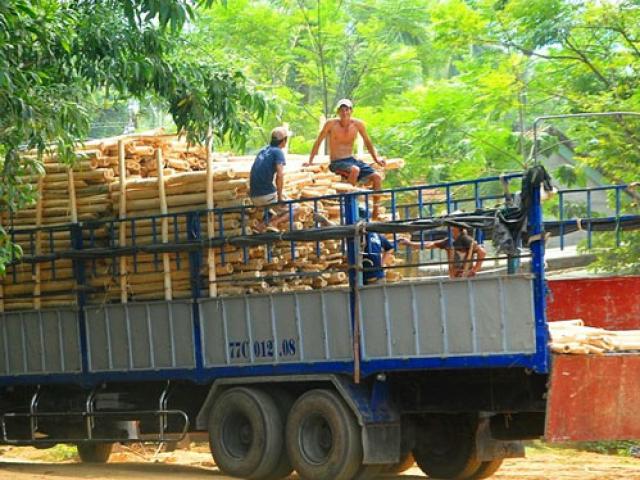 Thị trường - Tiêu dùng - Trung Quốc lại "giở trò" ngừng thu mua dăm gỗ để ép giá?