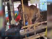 Thế giới - Cái kết của người thò tay vào chuồng cho hổ ăn ở TQ