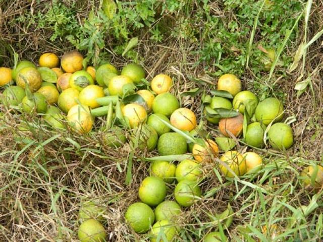 Thị trường - Tiêu dùng - Trồng phải cam "dại", bán rẻ chẳng ai mua, cho không ai lấy