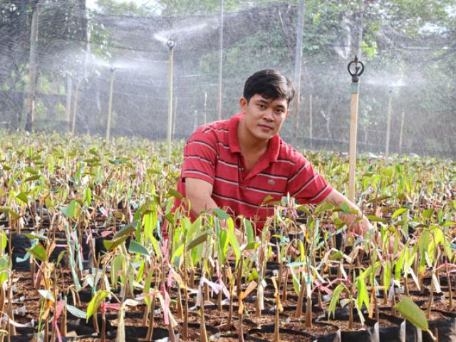 Thị trường - Tiêu dùng - Sầu riêng lên "ngôi vương", nông dân lùng sục mua cây giống