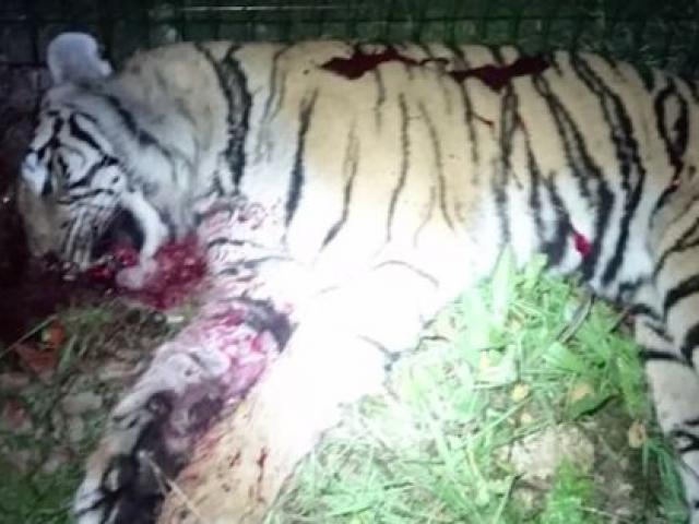 Thế giới - Hổ dữ 2 tạ sổng chuồng gây náo loạn Paris