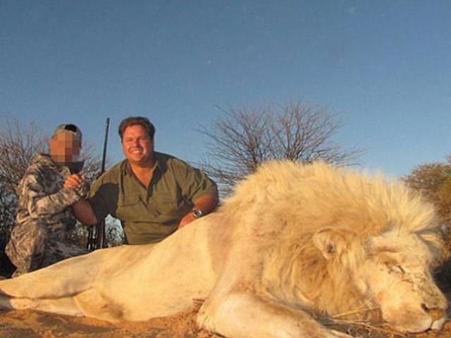 Nam Phi: Nuôi sư tử cho dân chơi lắm tiền bắn chết, thu 400 triệu/lần