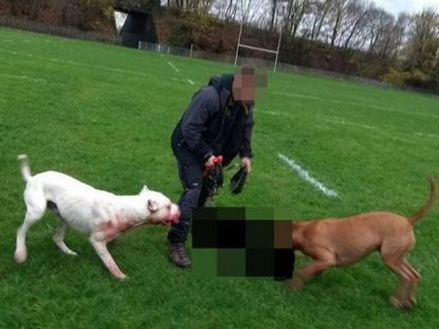 Thế giới - Hai chó ngao cắn xé chó săn thỏ đến chết ở Anh