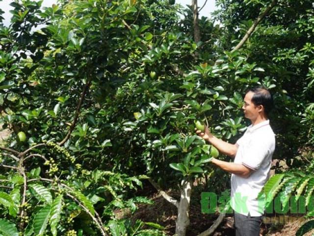 Thị trường - Tiêu dùng - Bỏ nghề giáo viên về trồng bơ xen cà phê, thu hơn 2 tỷ/năm