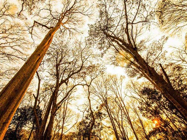 Du lịch - Ngắm rừng săng lẻ nguyên sinh đẹp như tranh giữa đại ngàn xứ Nghệ