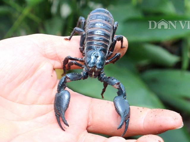 Thị trường - Tiêu dùng - Triệu phú côn trùng thuần dưỡng bọ cạp: Gian nan mới thành "vua"