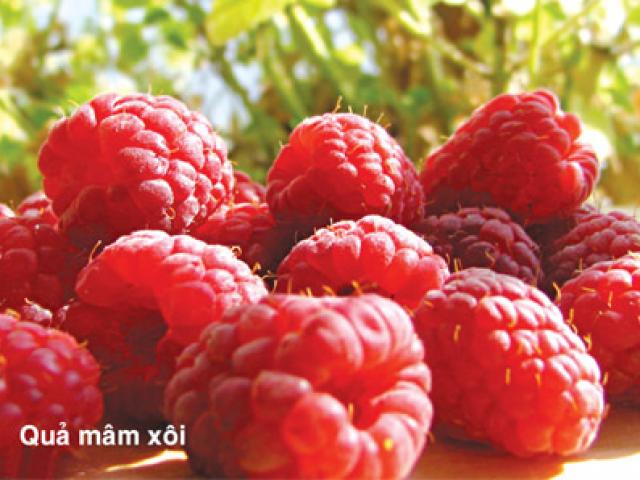 Sức khỏe đời sống - Mâm xôi, thuốc quý cho đấng mày râu