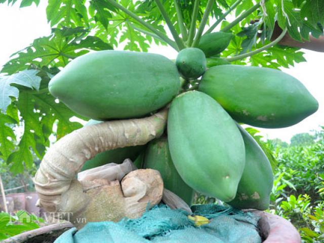 Thị trường - Tiêu dùng - Trồng cây gì bán Tết: Làm cây "thảo to" bonsai, không lo thiếu tiền tiêu Tết