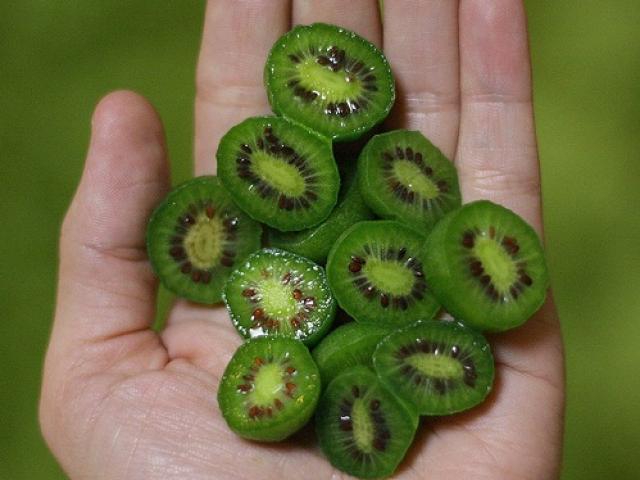Thị trường - Tiêu dùng - Soi trái kiwi bé như quả nho giá cả triệu đồng/kg, chị em tranh mua