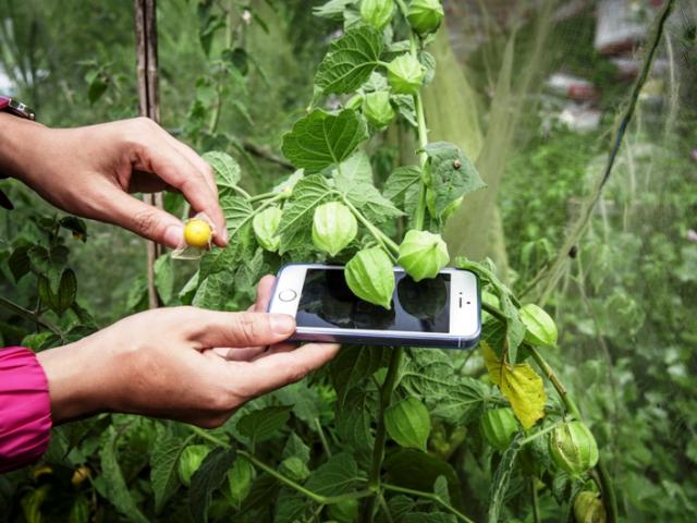 Thị trường - Tiêu dùng - Táo bạo: Cô gái 8x "biến" cây tầm bóp dại thành sữa chua, dược phẩm