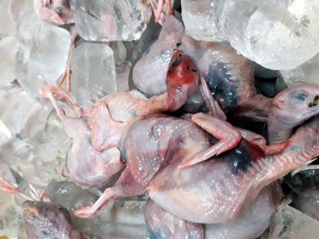 Mang 600kg chim cút thối ra Hà Nội để tiêu thụ thì bị bắt
