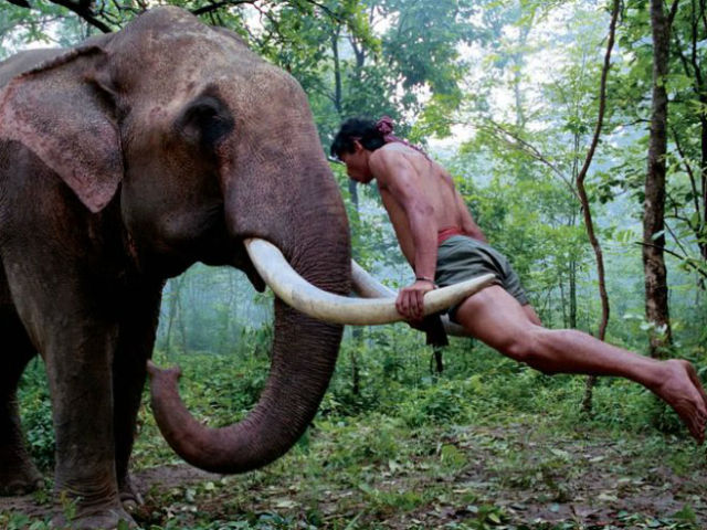 Phim - Chú voi trong phim “Truy tìm tượng Phật” bất ngờ hại chết chủ