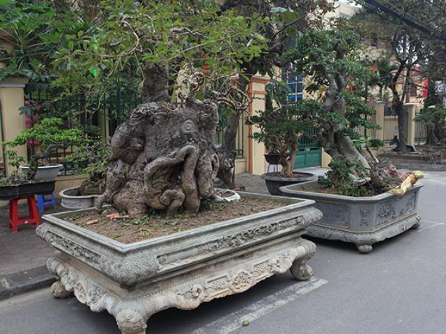 Tin tức trong ngày - "Kỳ hoa dị thảo" dồn dập đổ về Hà Nội, dân chơi cây cảnh phát sốt