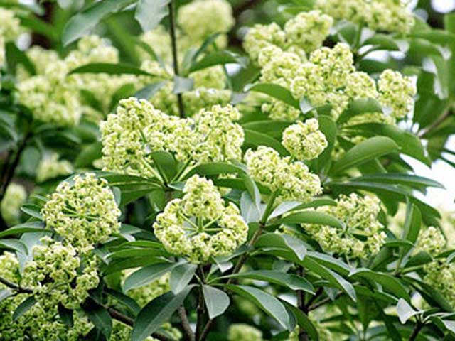 Sức khỏe đời sống - Ngửi mùi hoa sữa ảnh hưởng đến sức khỏe như thế nào?