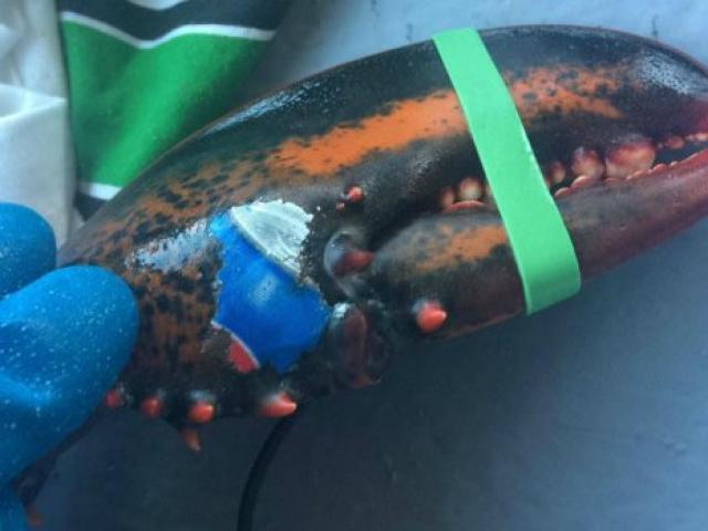 Bí quyết làm đẹp - Đáng sợ tôm hùm có "hình xăm" logo hãng nước ngọt trên càng