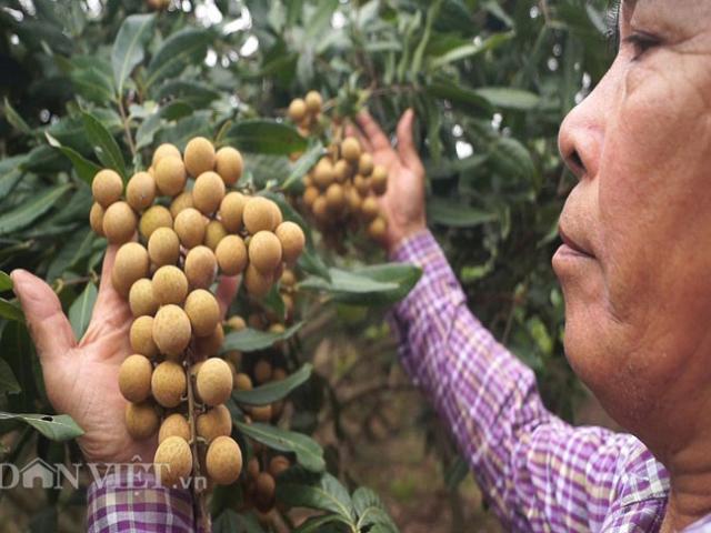 Thị trường - Tiêu dùng - Đầu Đông giá rét, nhãn Hưng Yên vẫn ra quả sai "phát hờn"