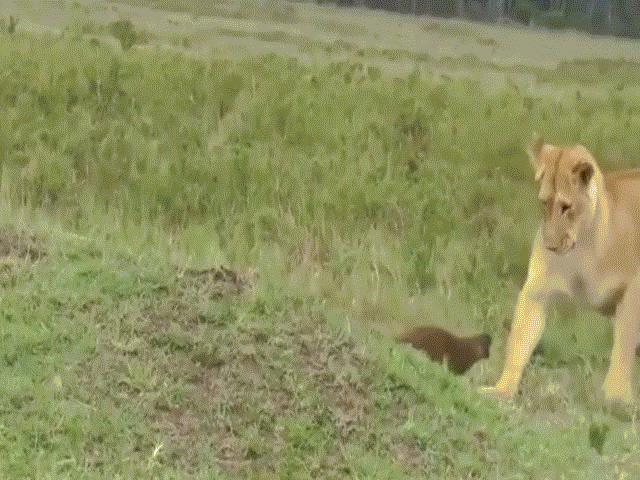 Thế giới - Video: Con vật bé nhỏ một mình đánh đuổi 3 sư tử hung hãn
