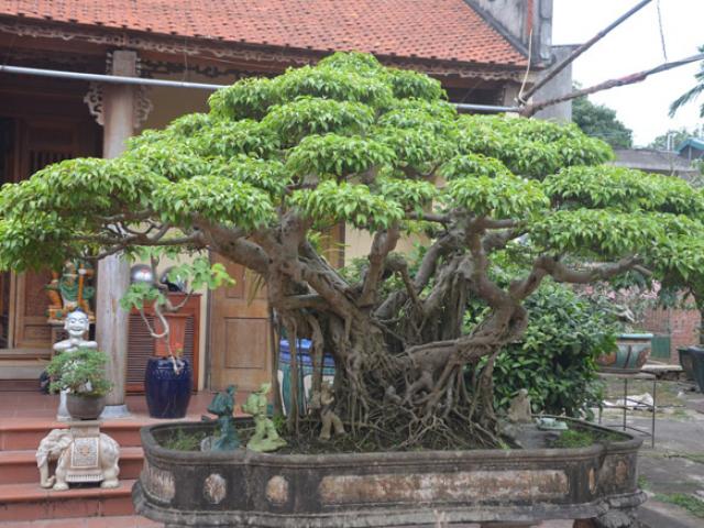 Tin tức trong ngày - Ngắm “kiệt tác” sanh 120 tuổi từng được trả giá hơn 5 tỷ đồng