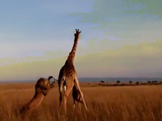 Thế giới - Hươu cao cổ chiến đấu với sư tử để bảo vệ con