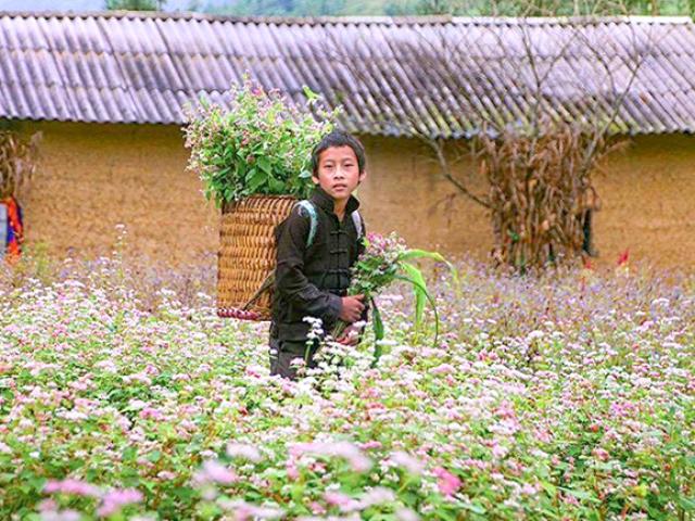 Du lịch - "Phát cuồng" vẻ đẹp hoa tam giác mạch bung nở trên sườn núi đá Hà Giang