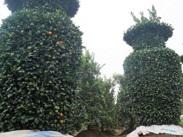 Thị trường - Tiêu dùng - Độc lạ: "Lộc bình" quất kiểng khổng lồ giá chục triệu đón Tết 2018