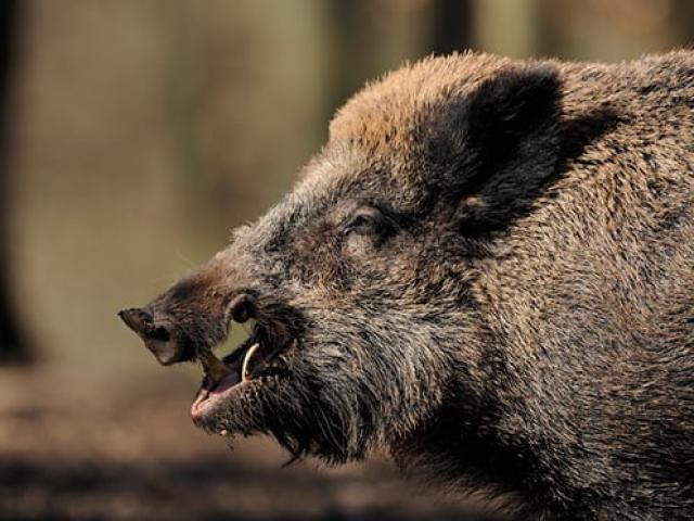 Thế giới - Bắn lợn rừng, thợ săn Đức bị con mồi vồ chết không kịp trở tay