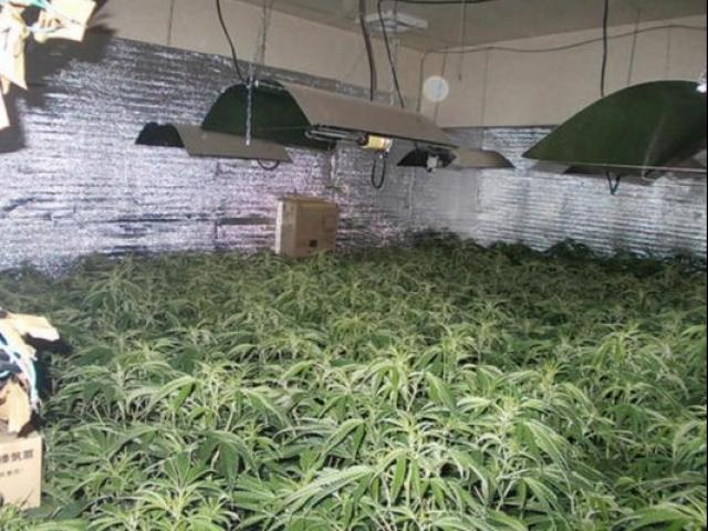 Thế giới - Bắt 4 thanh niên VN trồng cần sa lớn nhất tỉnh ở Nhật Bản