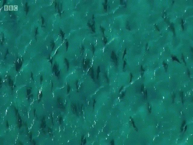 Thế giới - Khiếp hãi cảnh 10.000 cá mập "bao vây" du khách đen đặc bờ biển Mỹ