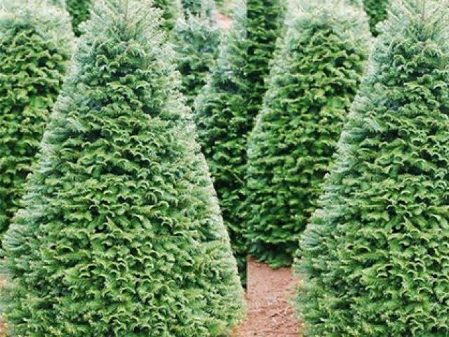 Thị trường - Tiêu dùng - Cây thông Noel thật cao 5 mét được cho "ngủ đông" đưa về Việt Nam