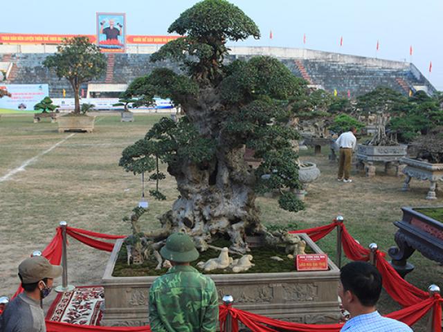 Tin tức trong ngày - “Lão” duối nghìn năm tuổi, trả tiền tỷ chủ vẫn không bán