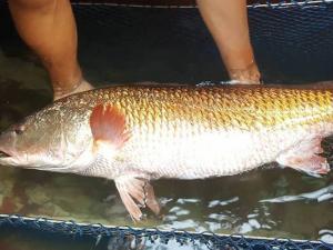 Cá sủ vàng: Cập nhật mới nhất về loài cá sủ vàng quý hiếm
