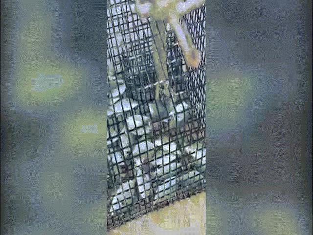 Phi thường - kỳ quặc - Video: Bạch tuộc thông minh thò vòi vào bẫy trộm cá của ngư dân