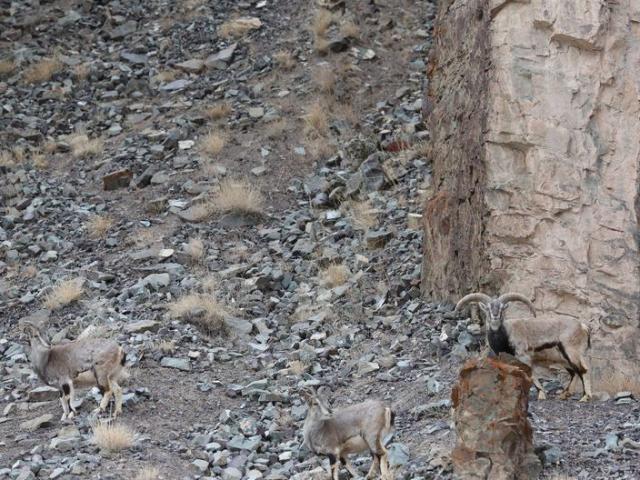 Thế giới - Bức ảnh cho thấy tài ngụy trang bậc thầy của báo dữ