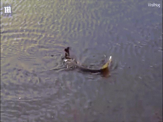 Thế giới - Video: Kinh ngạc cảnh cá dìm chim dưới nước để ăn thịt