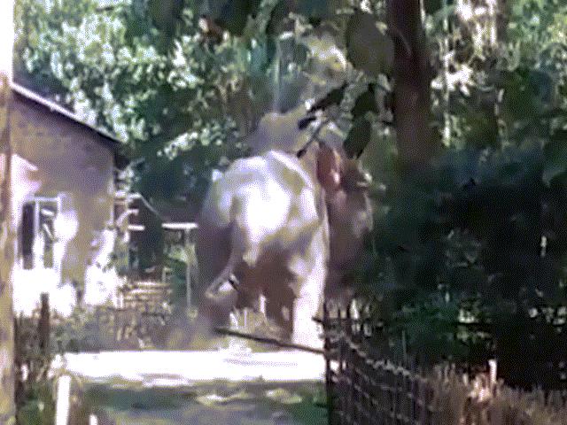 Phi thường - kỳ quặc - Voi hoang dã kéo nhau vào làng đánh lộn, phá tan nhà cửa